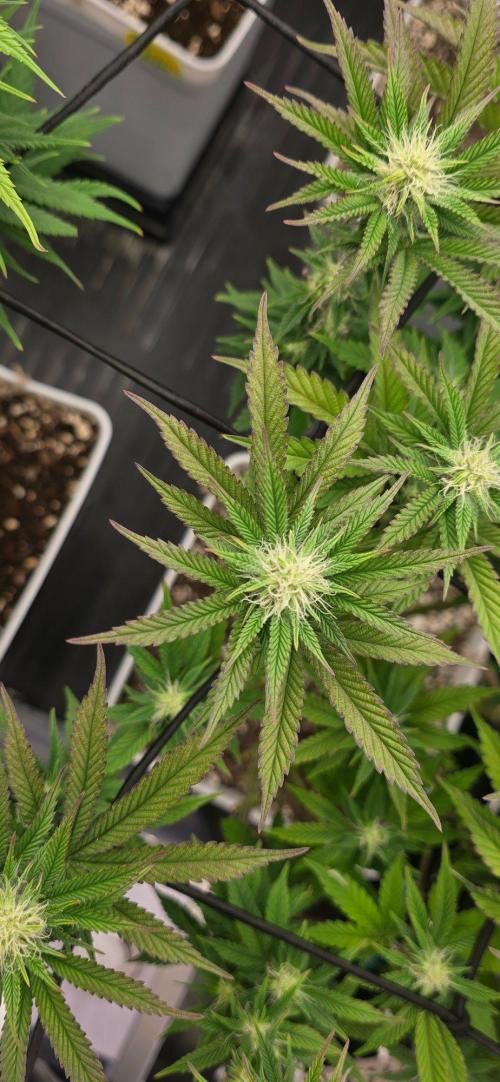 BlueberryCupcake & StrawberryBanana. Week 12