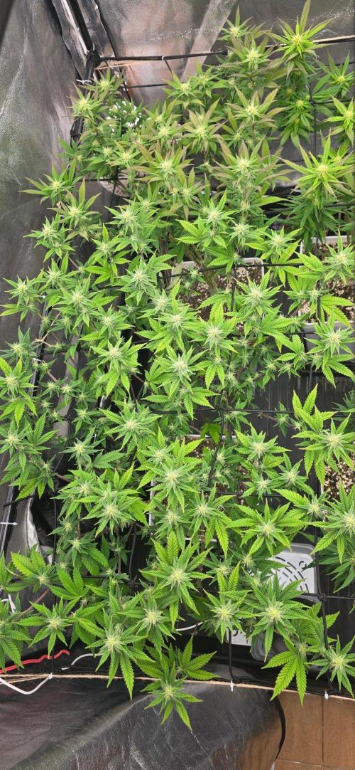 BlueberryCupcake & StrawberryBanana. Week 12
