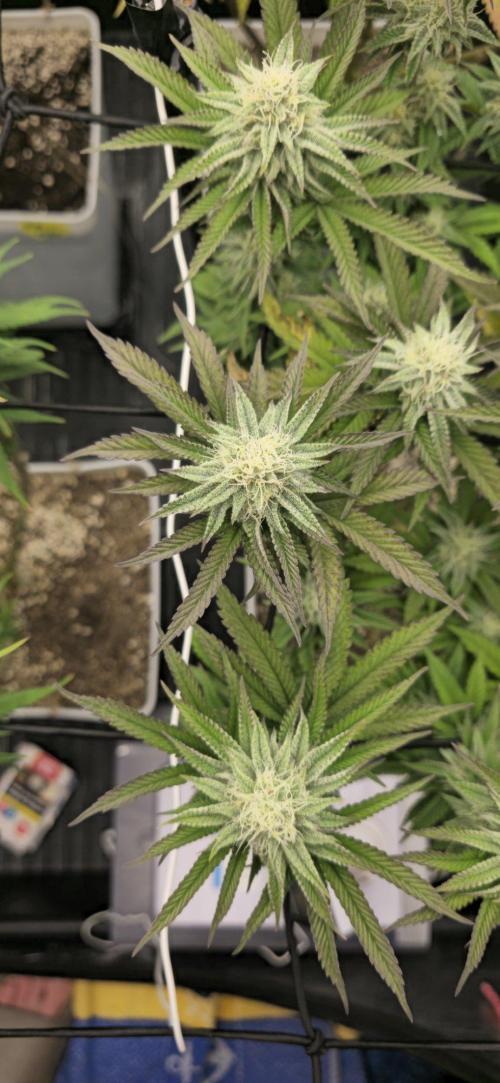 BlueberryCupcake & StrawberryBanana. Week 13