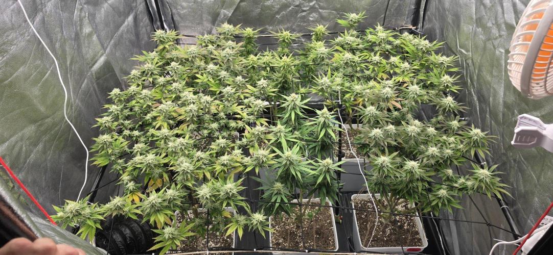 BlueberryCupcake & StrawberryBanana. Week 13