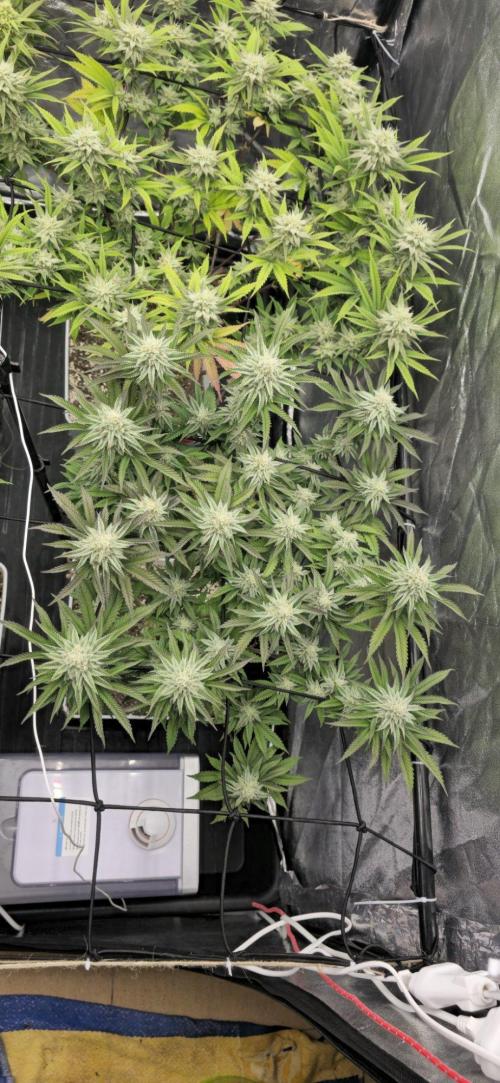 BlueberryCupcake & StrawberryBanana. Week 13