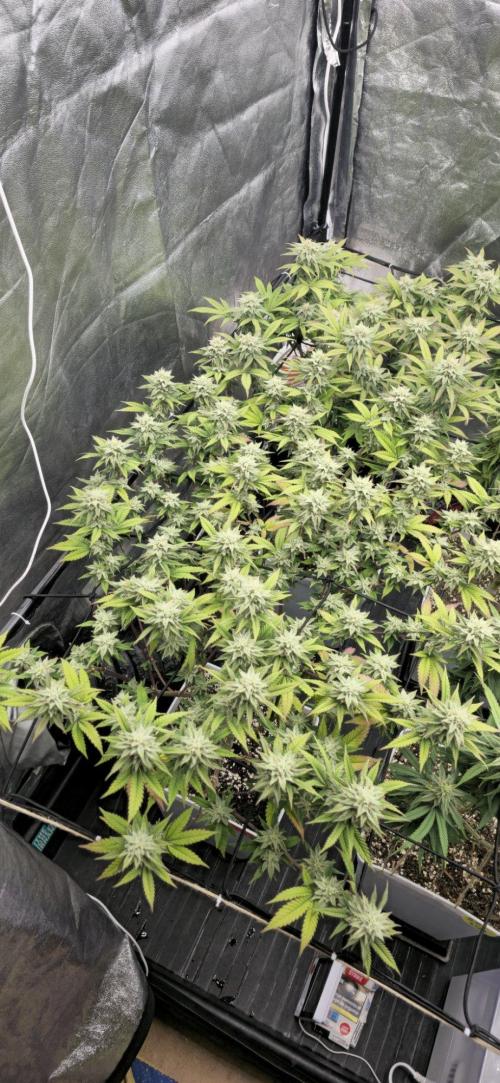 BlueberryCupcake & StrawberryBanana. Week 13