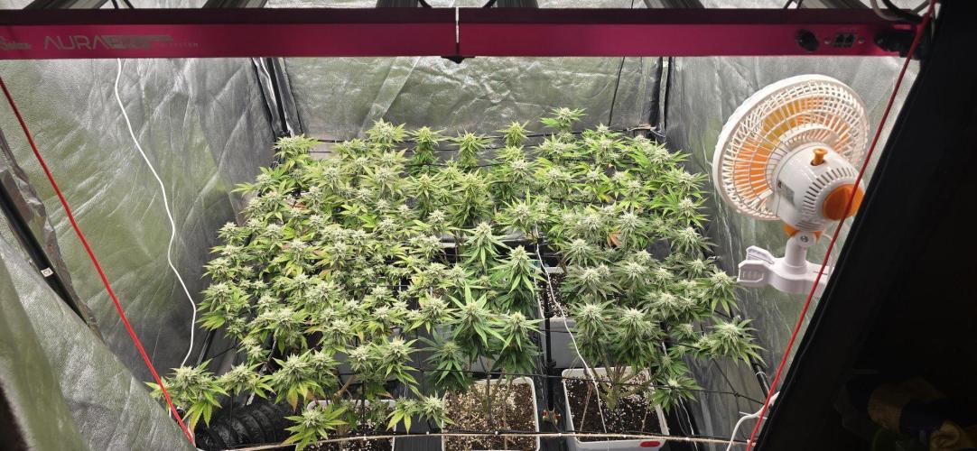 BlueberryCupcake & StrawberryBanana. Week 13