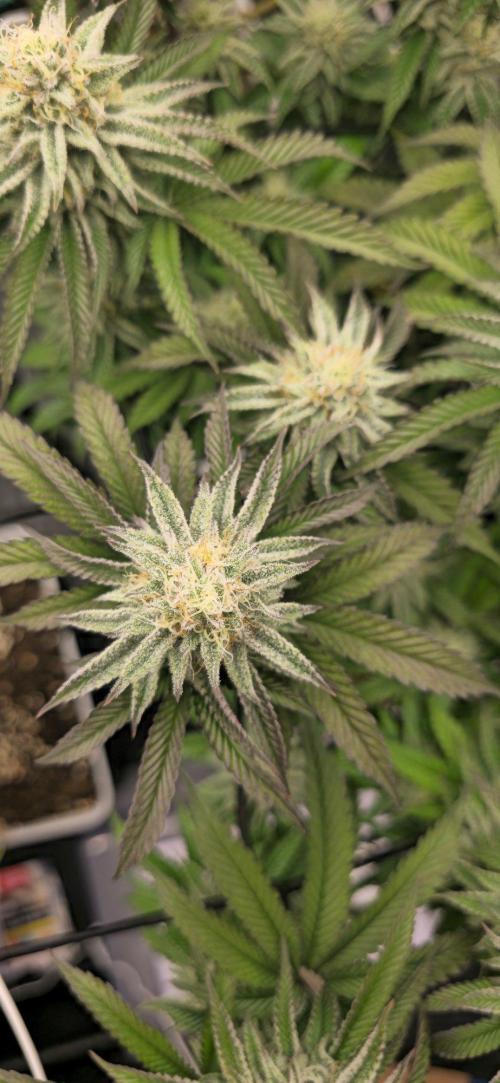 BlueberryCupcake & StrawberryBanana. Week 14