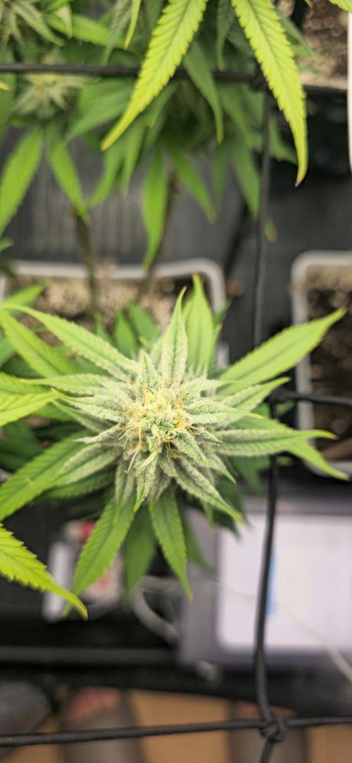BlueberryCupcake & StrawberryBanana. Week 14