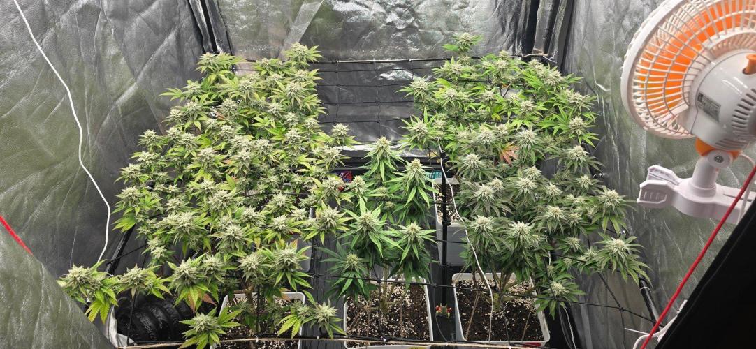 BlueberryCupcake & StrawberryBanana. Week 14