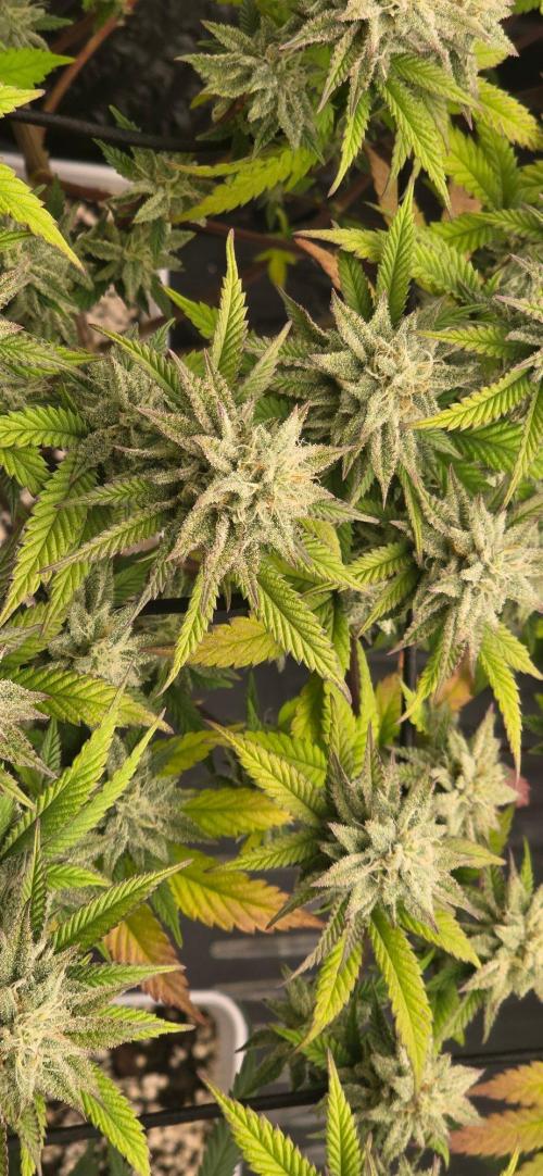 BlueberryCupcake & StrawberryBanana. Week 14