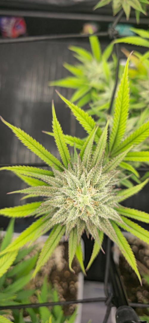 BlueberryCupcake & StrawberryBanana. Week 14