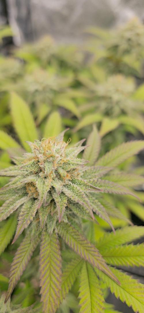 BlueberryCupcake & StrawberryBanana. Week 15
