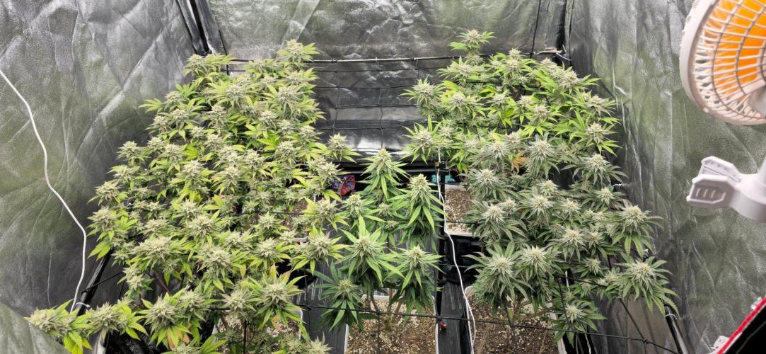 BlueberryCupcake & StrawberryBanana. Week 15