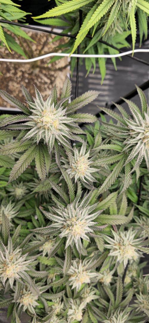 BlueberryCupcake & StrawberryBanana. Week 15