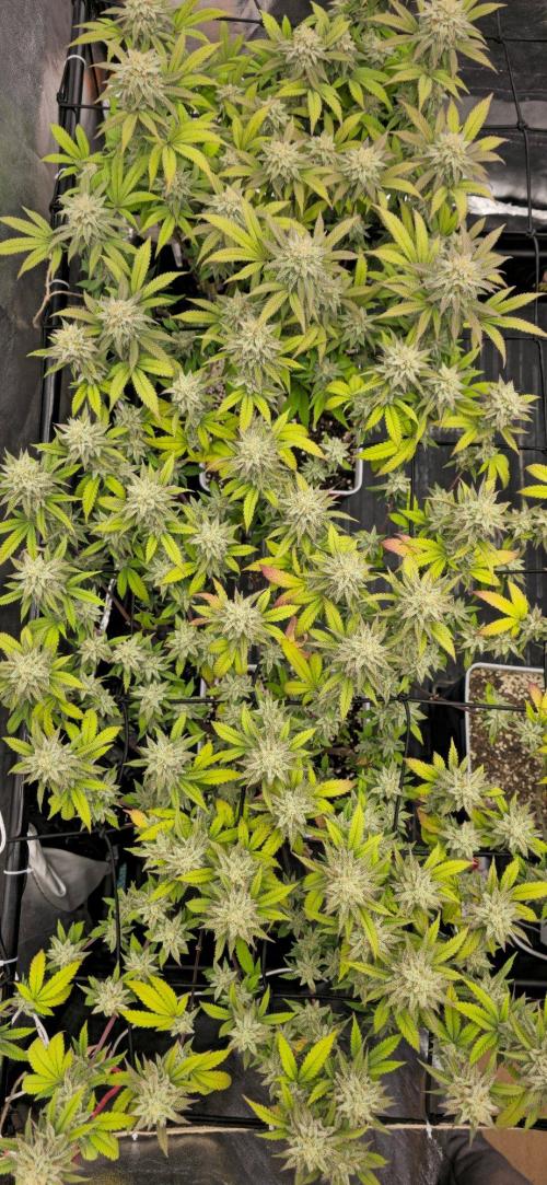 BlueberryCupcake & StrawberryBanana. Week 15