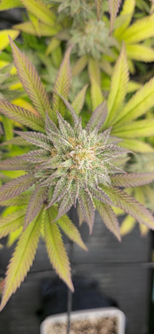 BlueberryCupcake & StrawberryBanana. Week 15