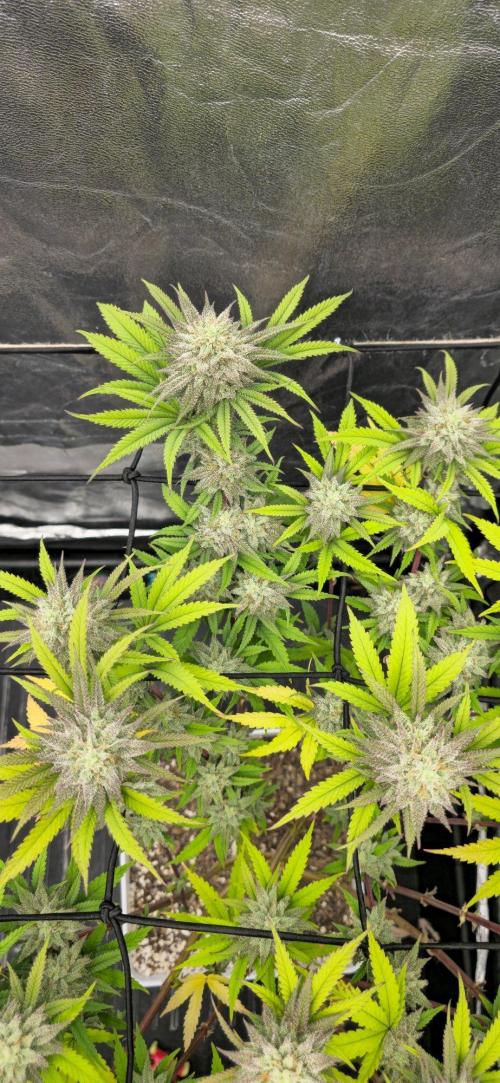 BlueberryCupcake & StrawberryBanana. Week 15