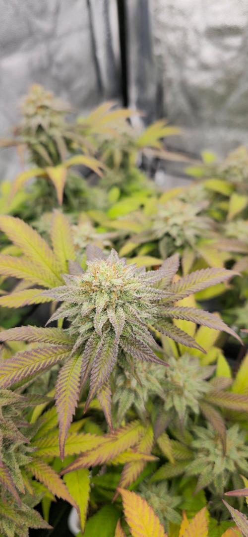 BlueberryCupcake & StrawberryBanana. Week 15