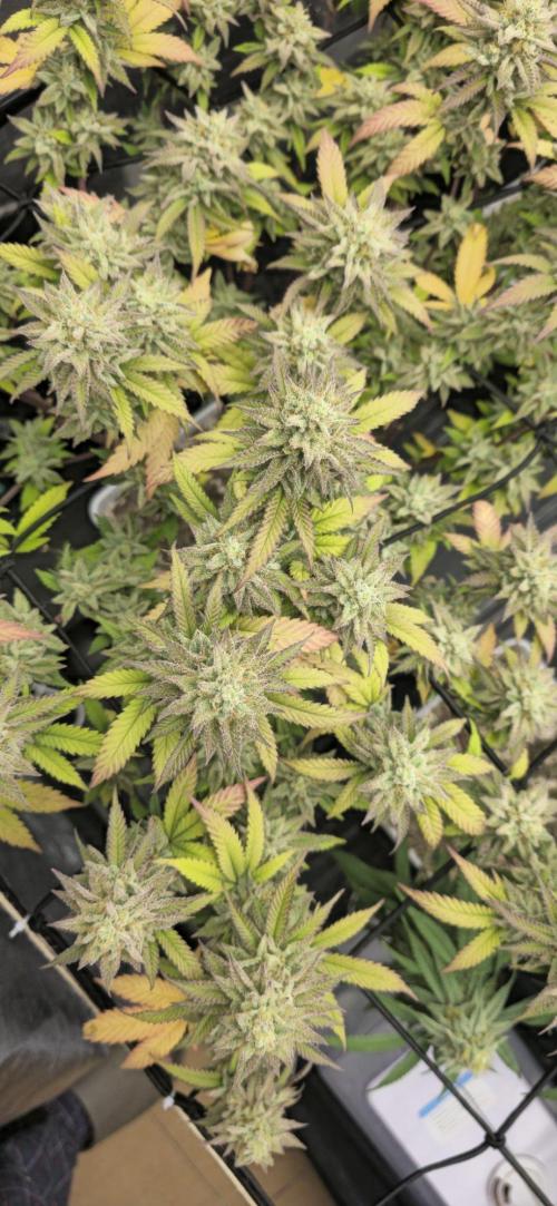 BlueberryCupcake & StrawberryBanana. Week 16