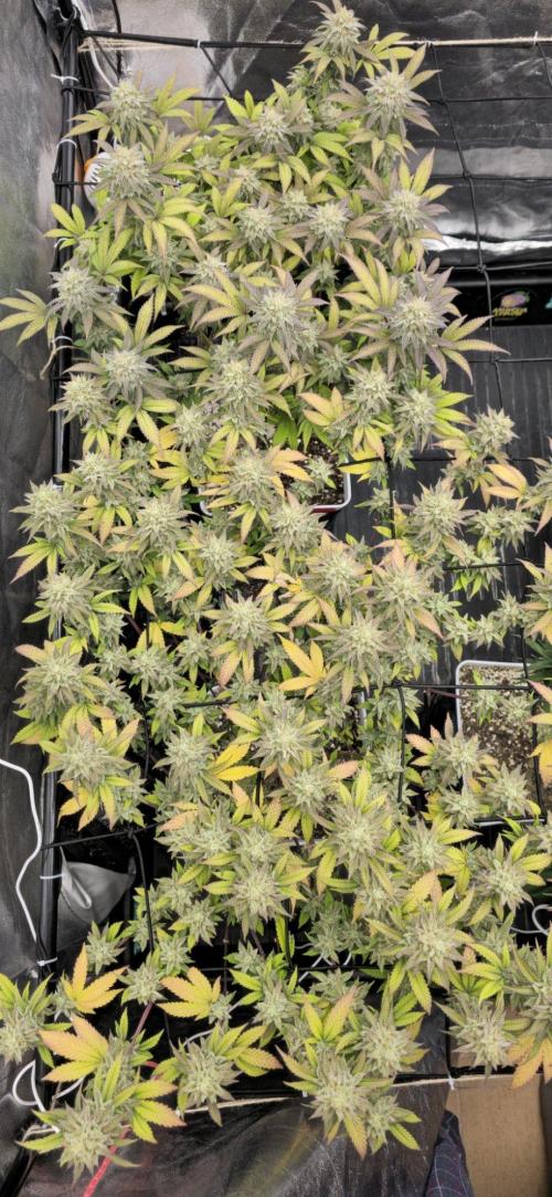 BlueberryCupcake & StrawberryBanana. Week 16