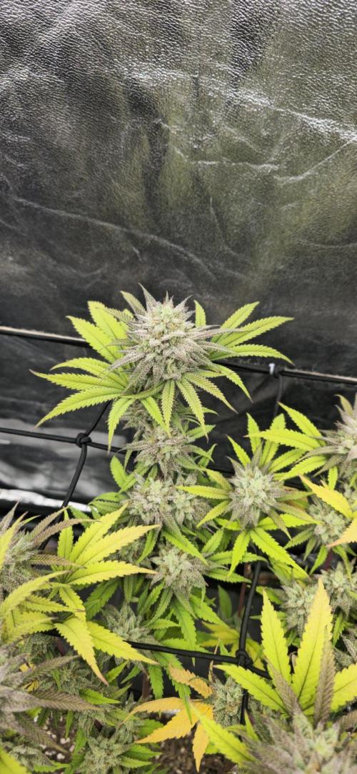 BlueberryCupcake & StrawberryBanana. Week 16