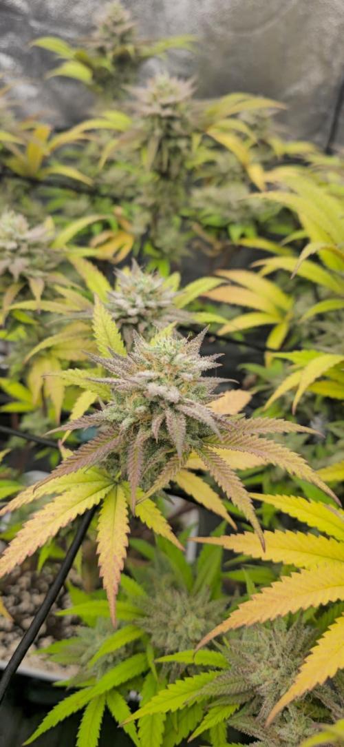 BlueberryCupcake & StrawberryBanana. Week 16