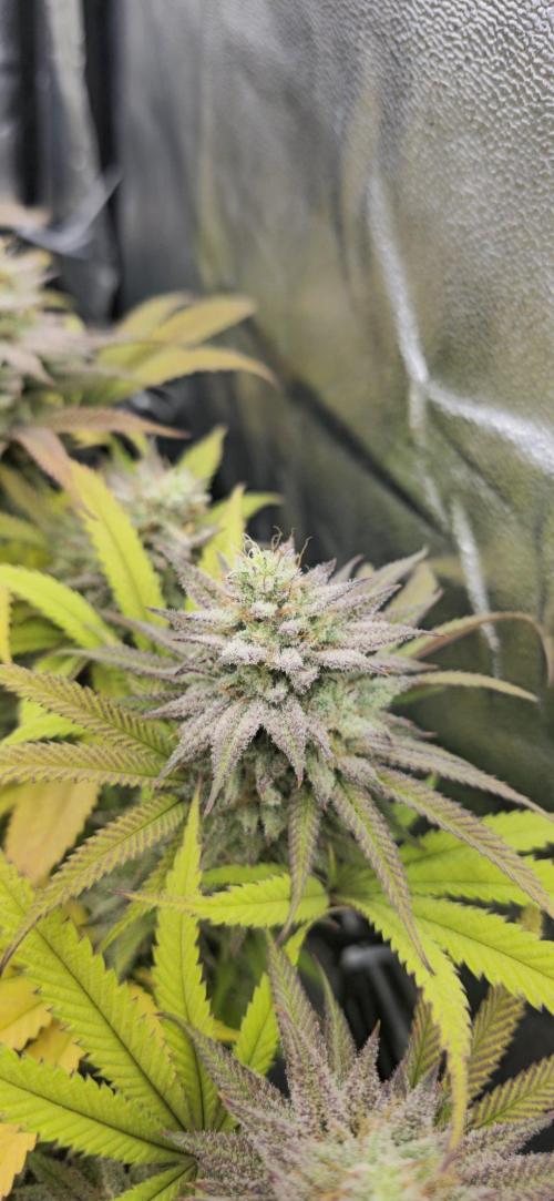 BlueberryCupcake & StrawberryBanana. Week 16