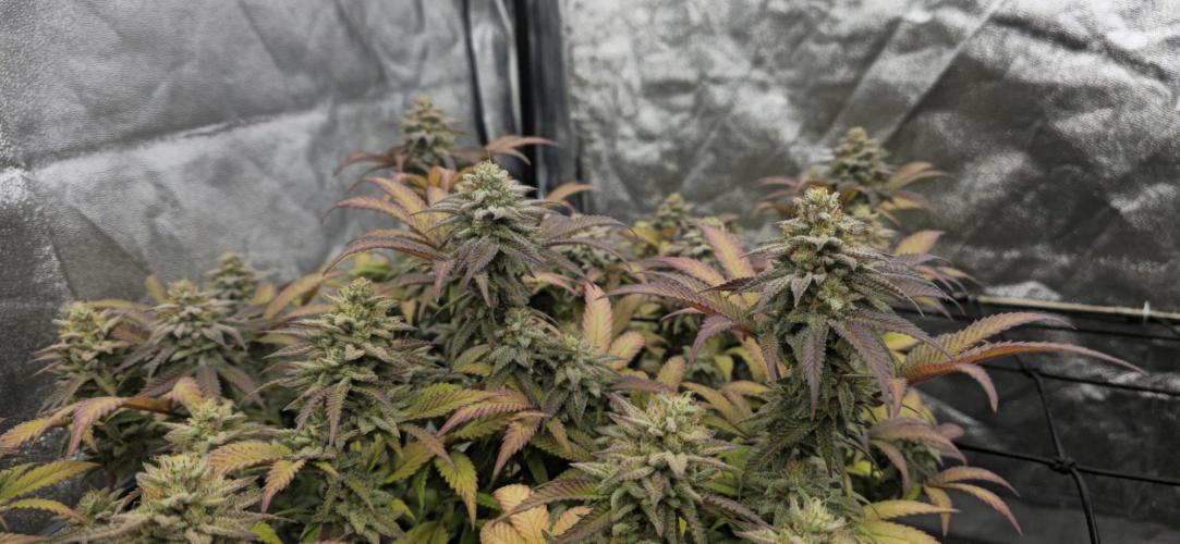 BlueberryCupcake & StrawberryBanana. Week 16