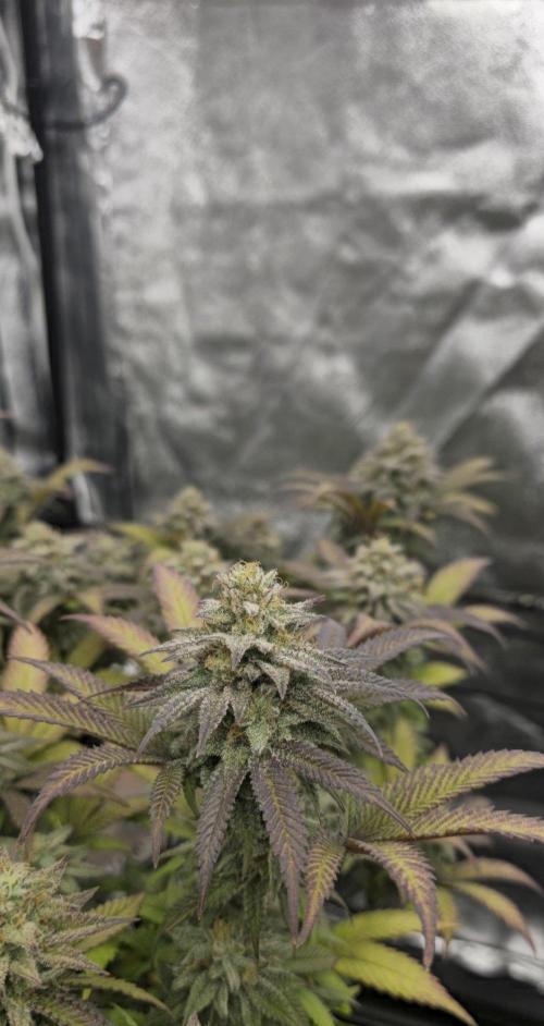 BlueberryCupcake & StrawberryBanana. Week 16