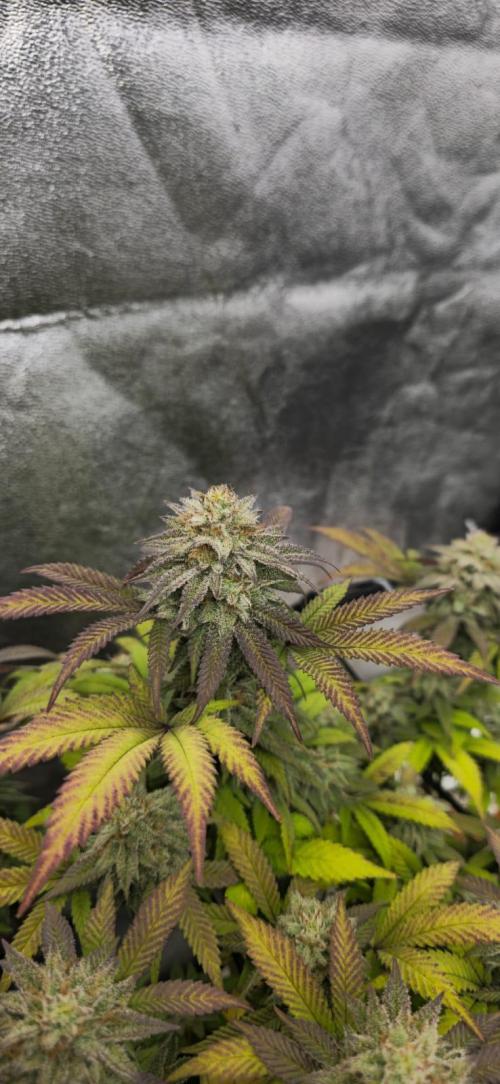 BlueberryCupcake & StrawberryBanana. Week 16