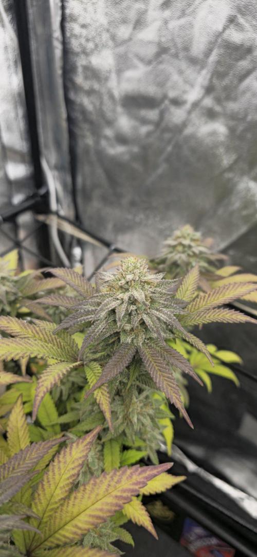 BlueberryCupcake & StrawberryBanana. Week 16