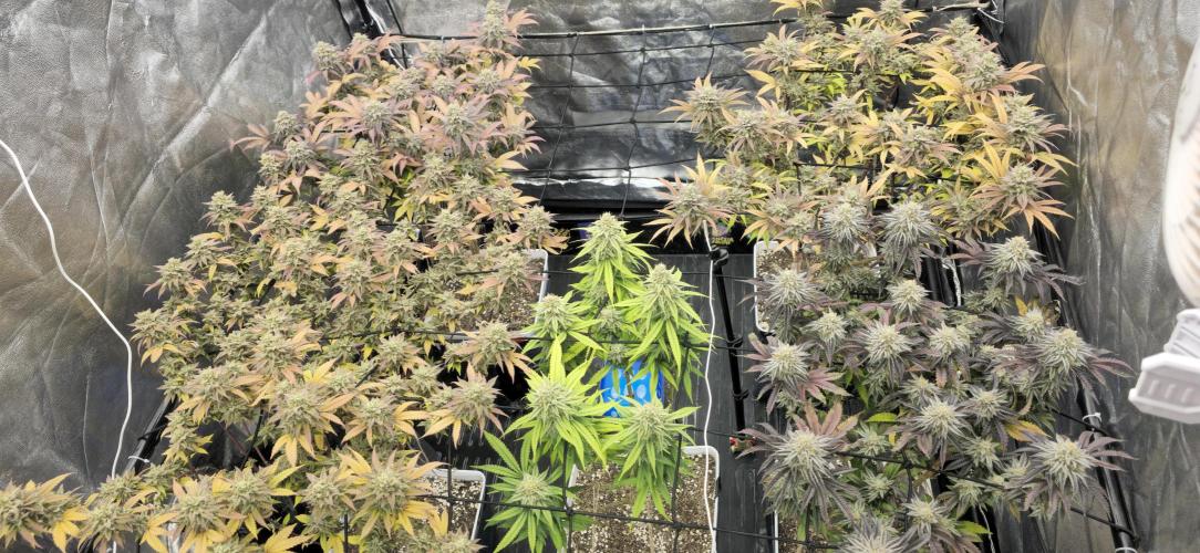 BlueberryCupcake & StrawberryBanana. Week 17