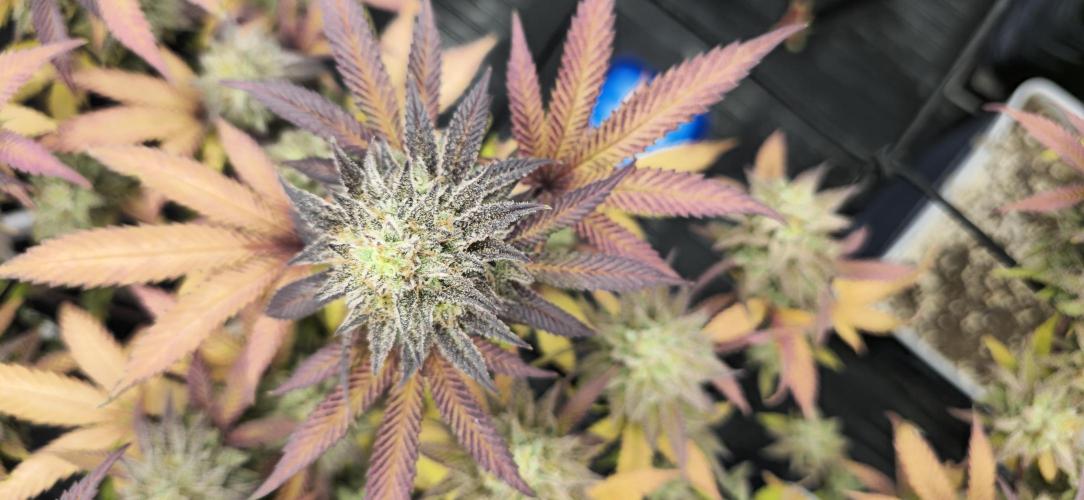 BlueberryCupcake & StrawberryBanana. Week 17