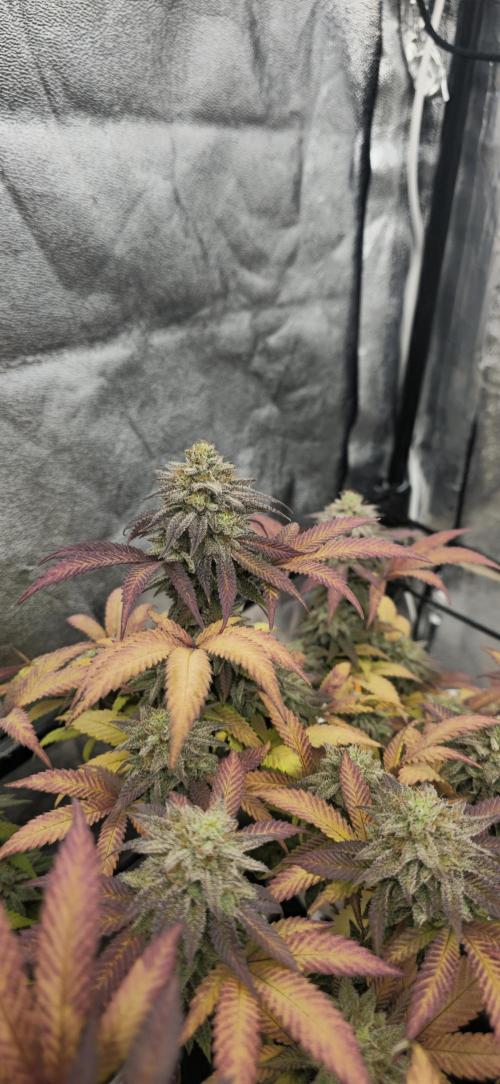 BlueberryCupcake & StrawberryBanana. Week 17