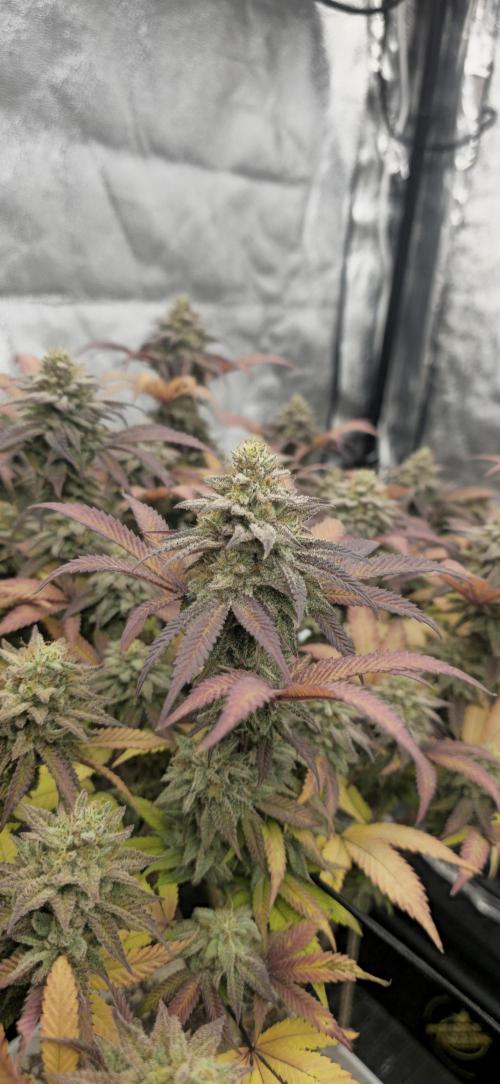 BlueberryCupcake & StrawberryBanana. Week 17