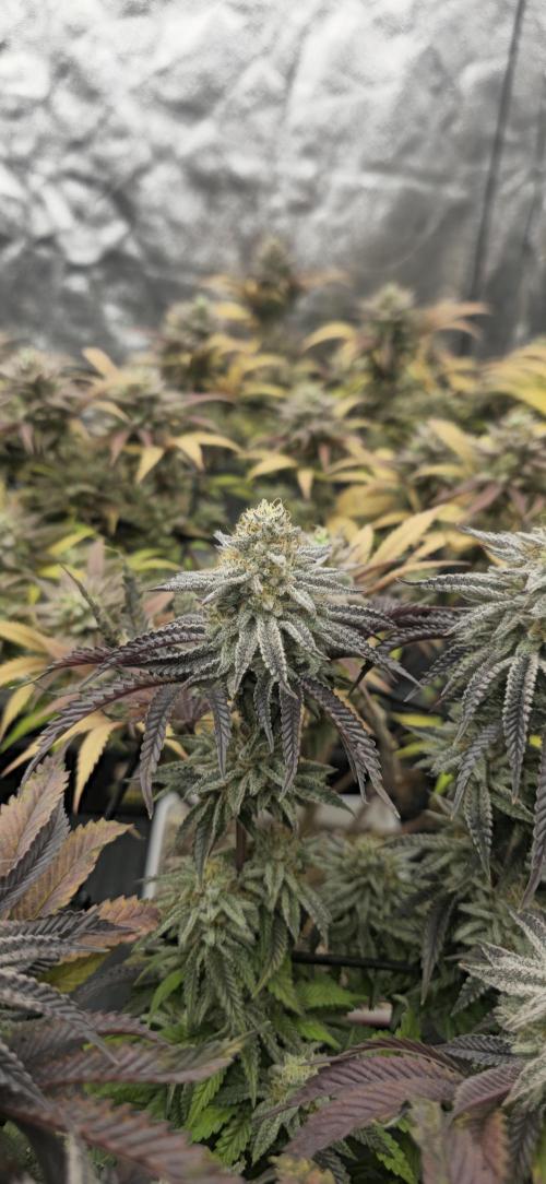 BlueberryCupcake & StrawberryBanana. Week 17