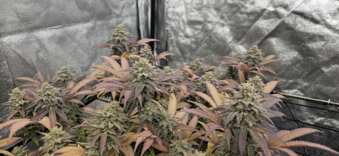 BlueberryCupcake & StrawberryBanana. Week 17
