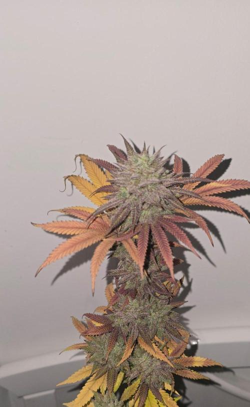 BlueberryCupcake & StrawberryBanana. Week 18
