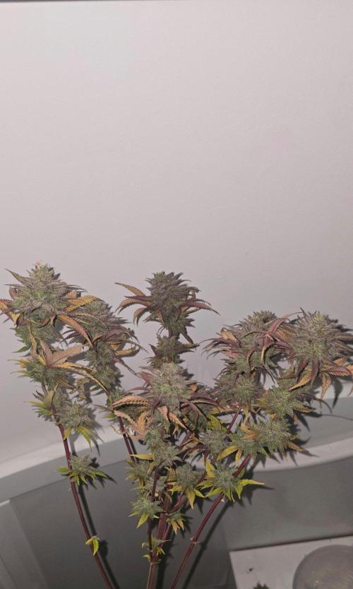BlueberryCupcake & StrawberryBanana. Week 18