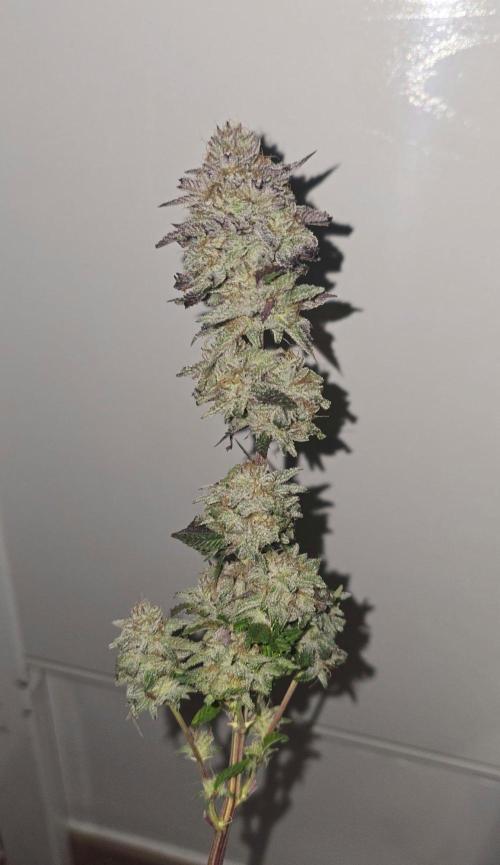 BlueberryCupcake & StrawberryBanana. Week 18