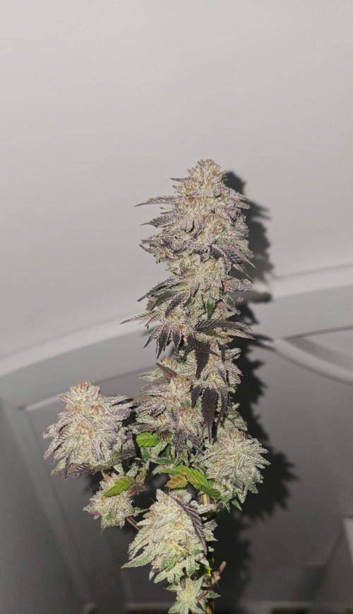 BlueberryCupcake & StrawberryBanana. Week 18