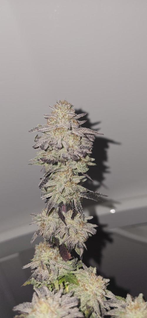 BlueberryCupcake & StrawberryBanana. Week 18