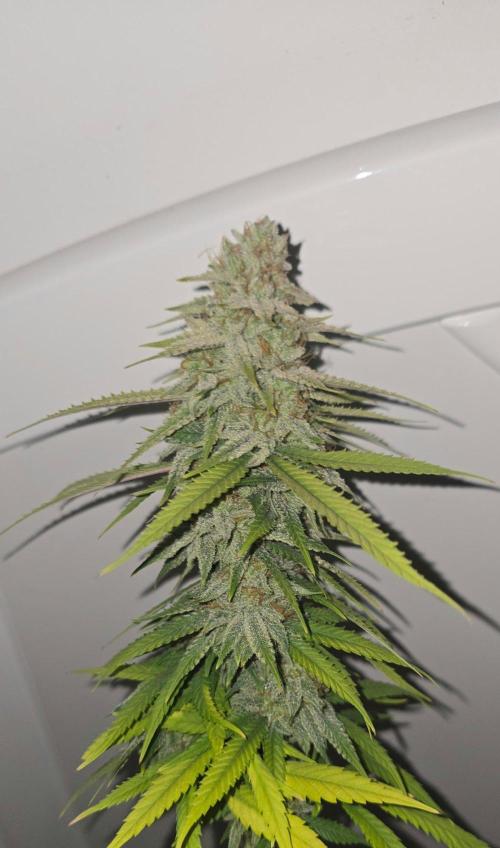BlueberryCupcake & StrawberryBanana. Week 18