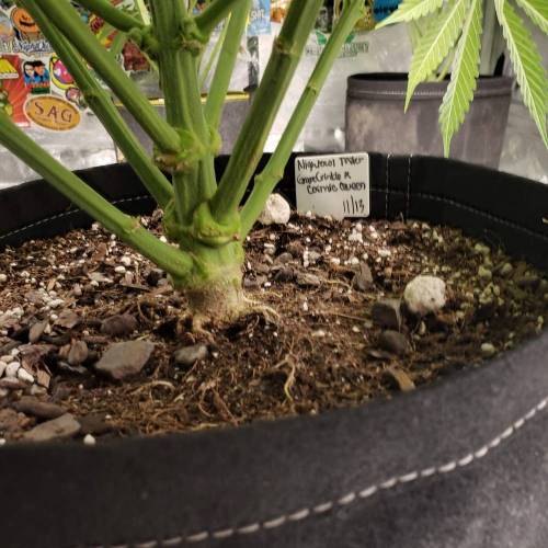 GrapeCrinkleXcosmicQueen. Week 7