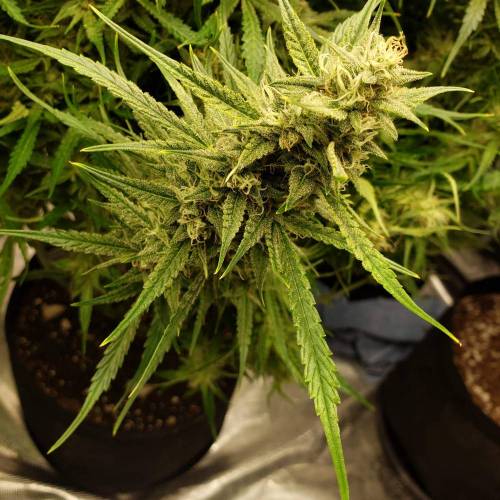 GrapeCrinkleXcosmicQueen. Week 8