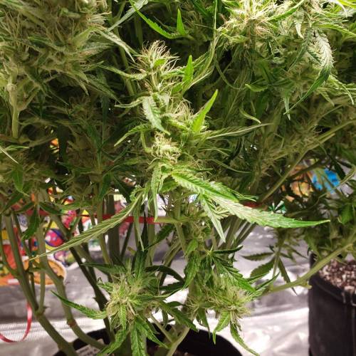 GrapeCrinkleXcosmicQueen. Week 8