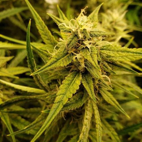 GrapeCrinkleXcosmicQueen. Week 8