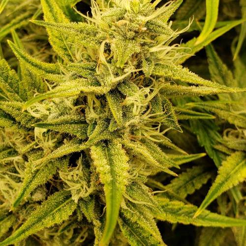 GrapeCrinkleXcosmicQueen. Week 8