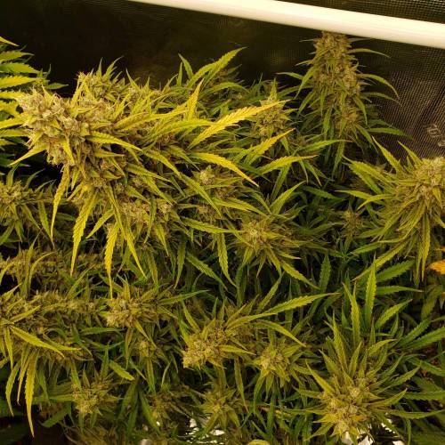 GrapeCrinkleXcosmicQueen. Week 10