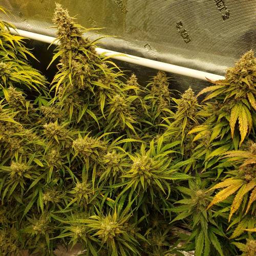 GrapeCrinkleXcosmicQueen. Week 10