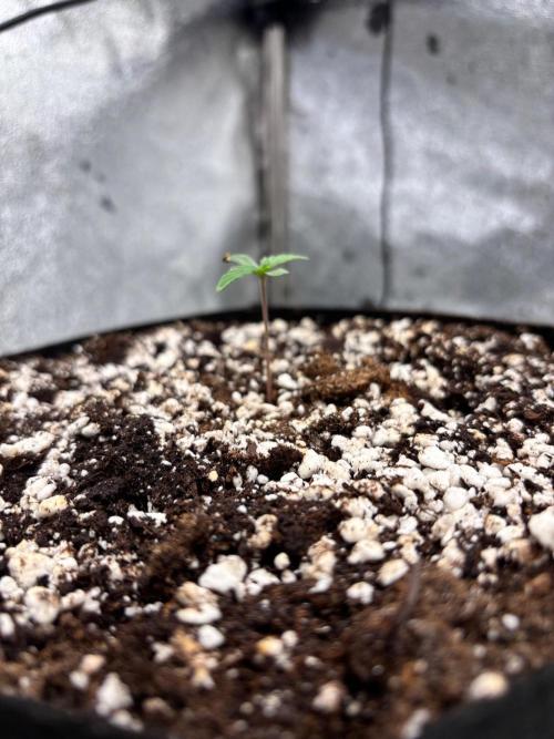 Lemon Cherry Sundae Auto. Week 0