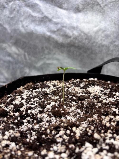 Lemon Cherry Sundae Auto. Week 0
