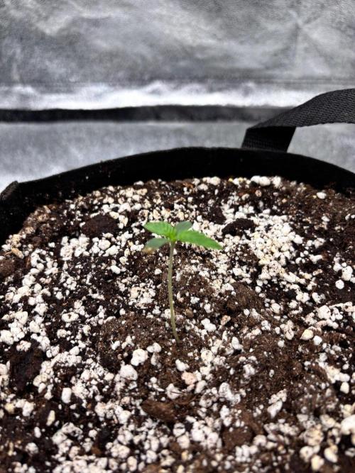 Lemon Cherry Sundae Auto. Week 0